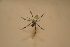 08-Another big spider
